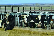 Focus dairy farmer ed zurcher 1024x550