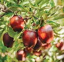 Red delicious apples on tree