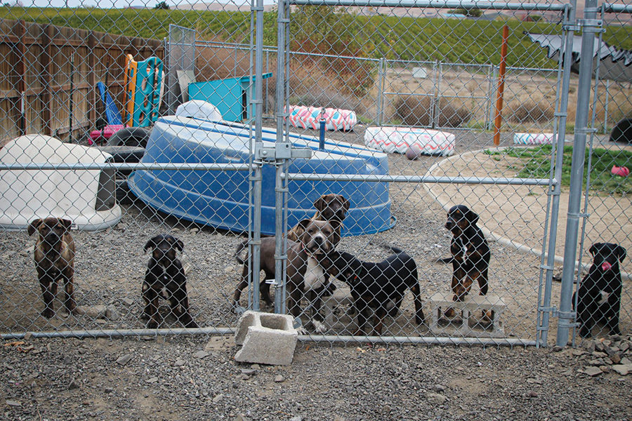 Pit Bull pups Fence.jpg