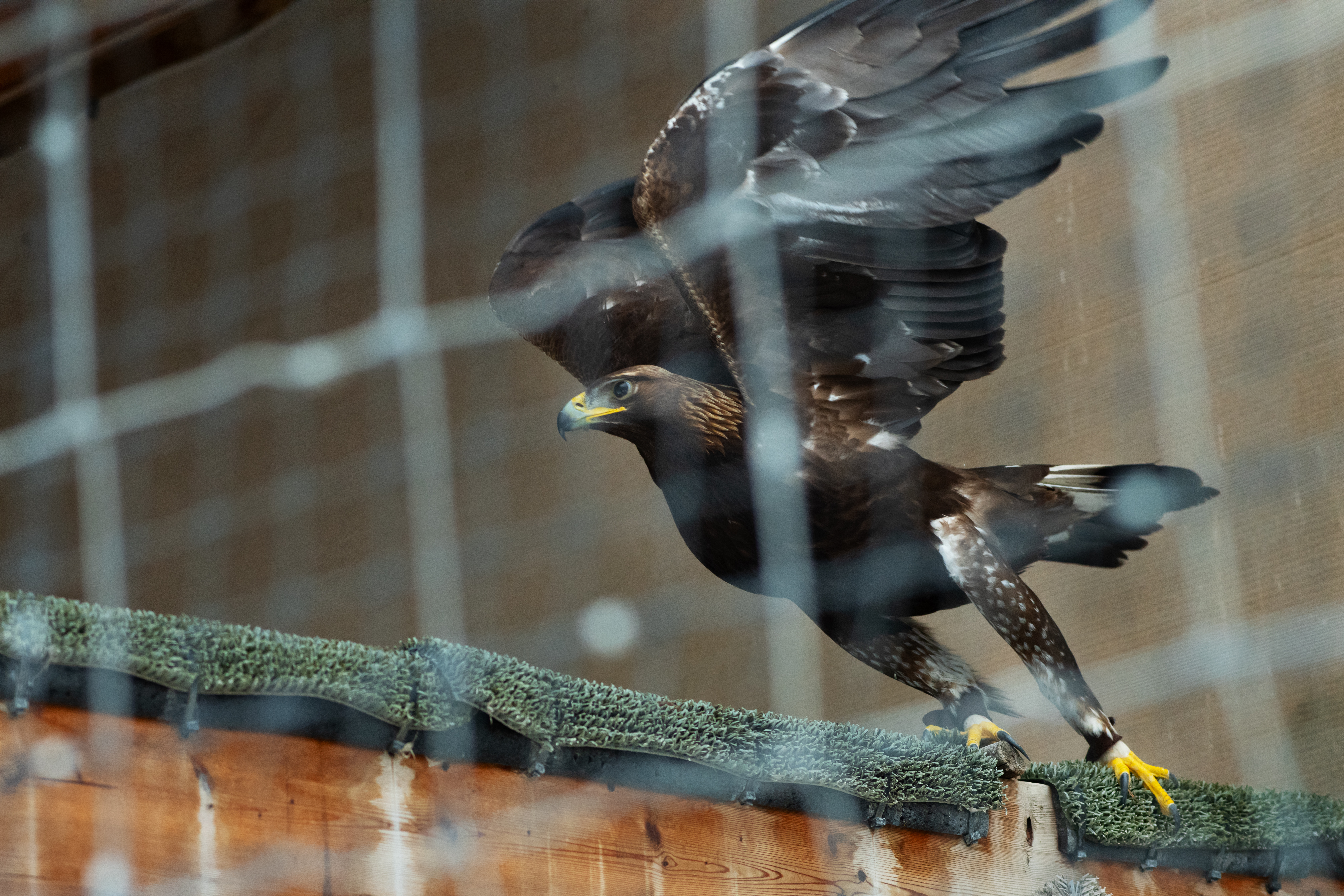 Golden eagle perches in Yakima Nation Aviary.