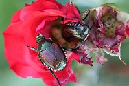 Two Japanese beetles on a flower.