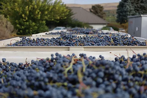 Crates of wine grapes.