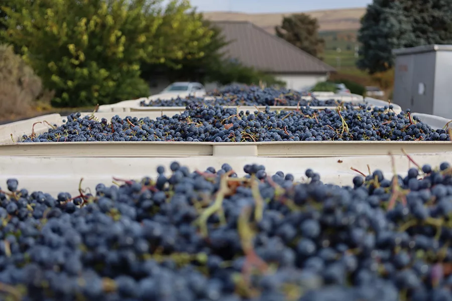 Crates of wine grapes.