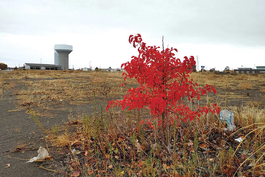 An empty lot with a small red tree, the Pasco water towers are visible in the background.