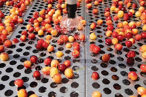 Chukar Cherries.jpg