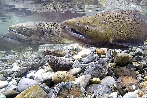 Chinook salmon in river.