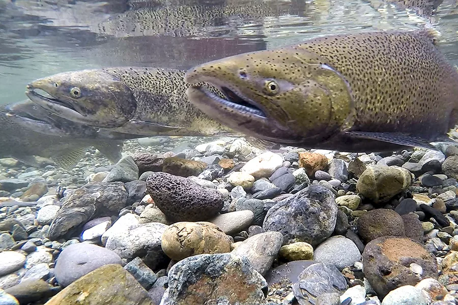 Chinook salmon in river.