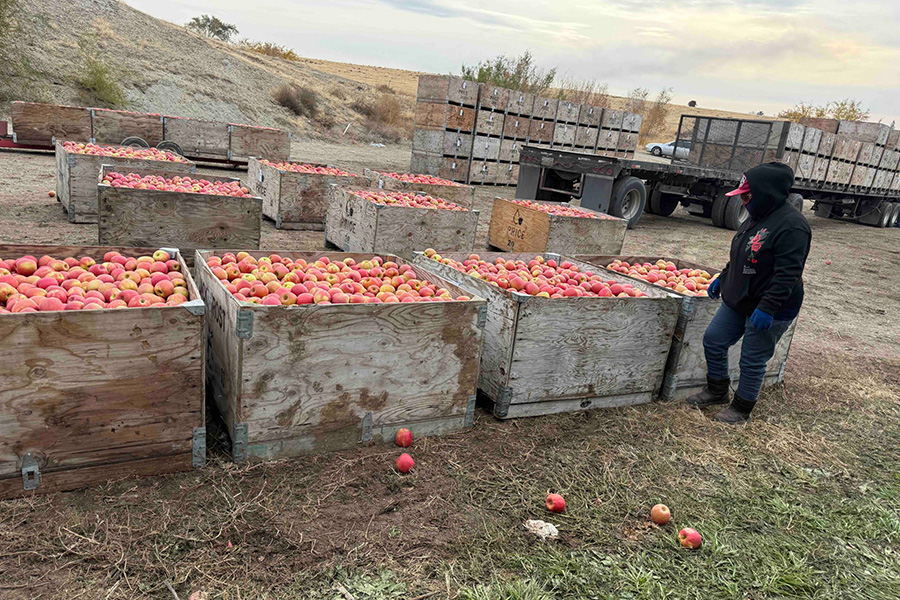 Person with apple crates.
