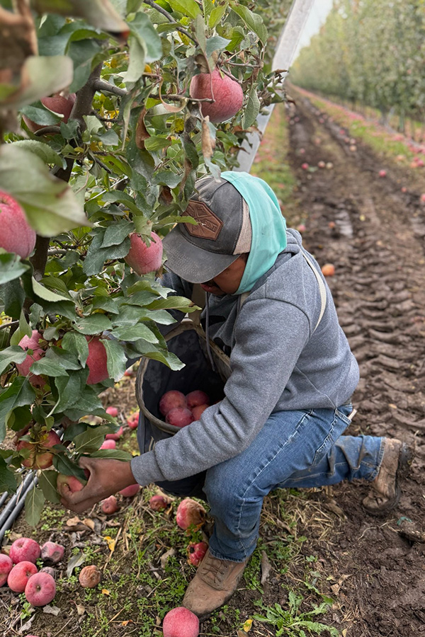 Worker harvesting apples.