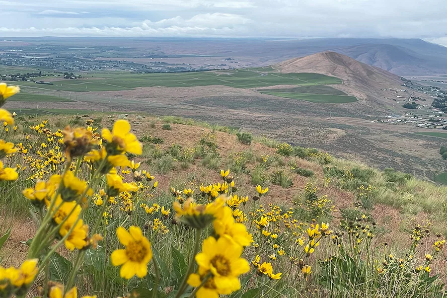 The view from the top of Candy Mountain with yellow wildflowers around.