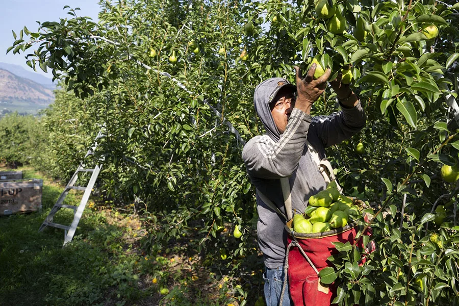 Person picking pears