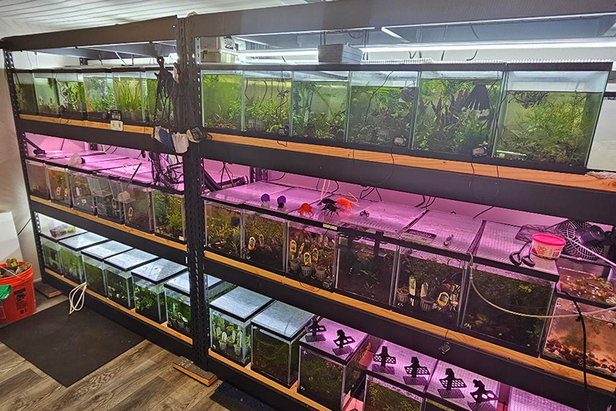 Dozens of tanks with live shrimp.