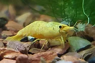 A yellow shrimp.