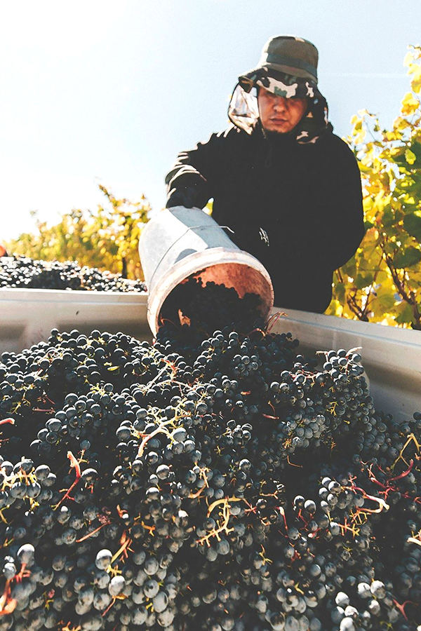 Person with a bucket of grapes.