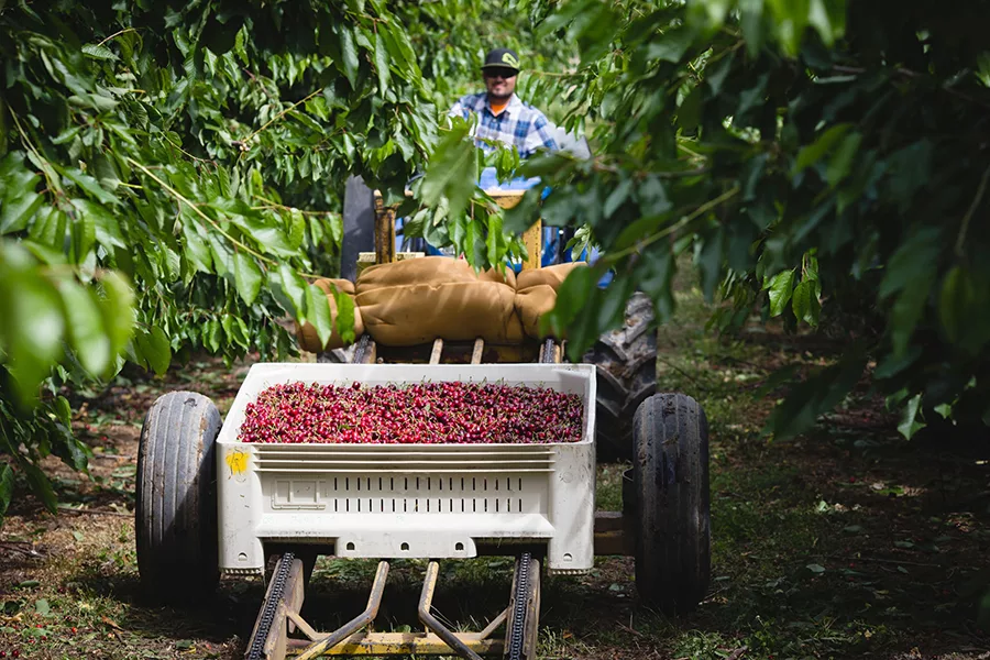 A cart with cherries.
