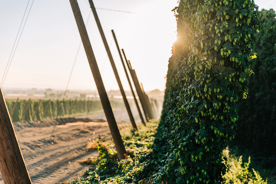 Hops growing.
