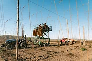 People harvesting hops on a lift.