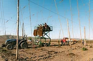 People harvesting hops on a lift.