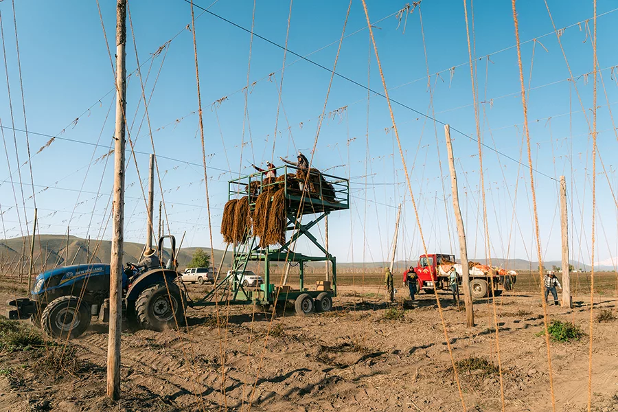 People harvesting hops on a lift.