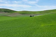 A tractor in a wheat field.