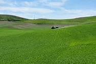 A tractor in a wheat field.