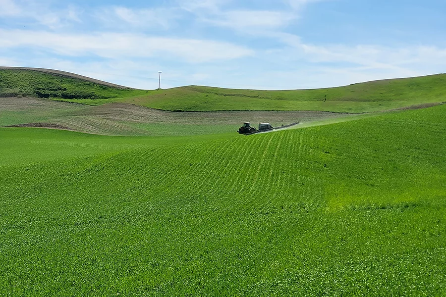 A tractor in a wheat field.