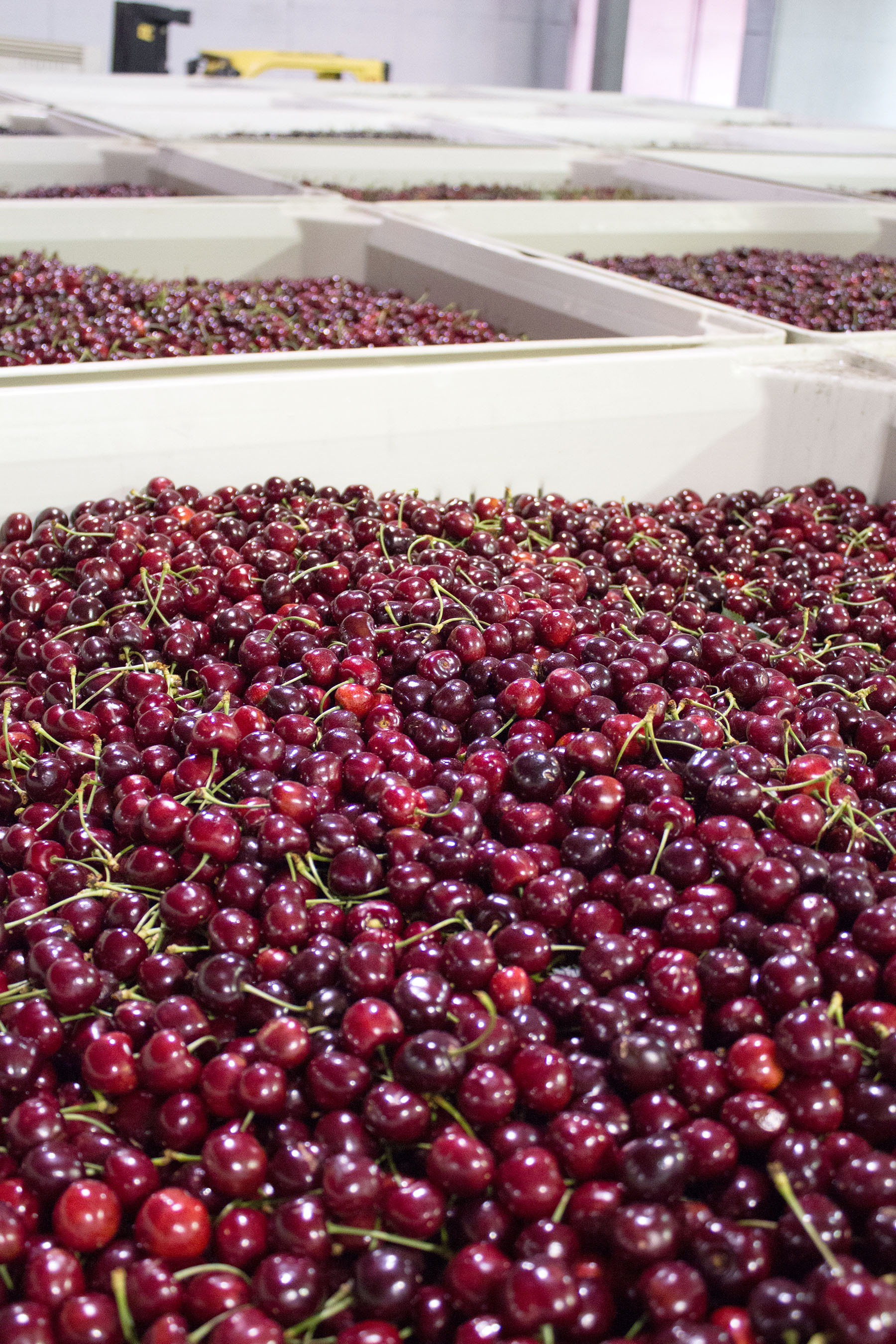 Crates of cherries.