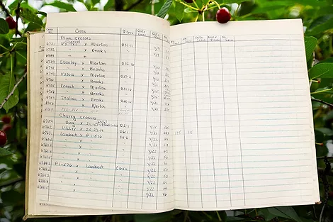 Notebook with cherries.