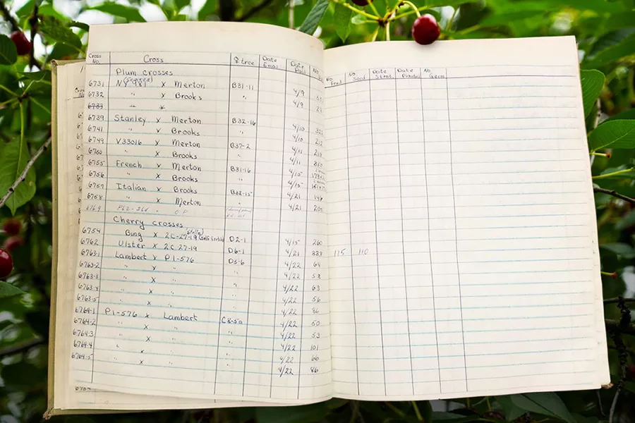 Notebook with cherries.