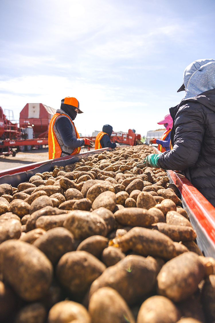 People sorting potatoes.