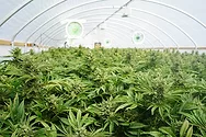 Cannabis greenhouse.