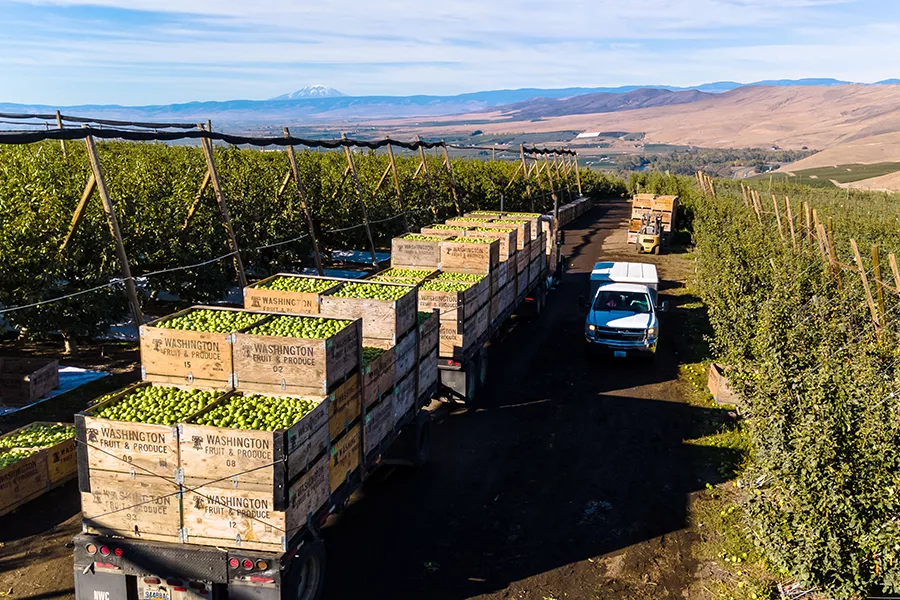 Apple crates in a field.