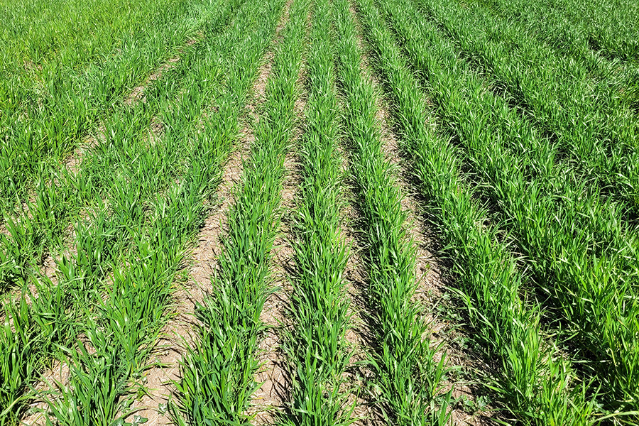 Wheat sprouting.