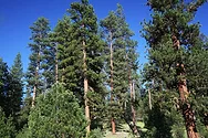 A forest.