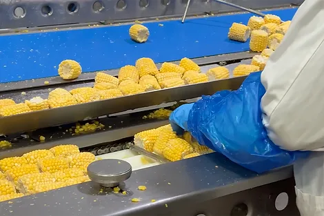 Corn on a processing line.