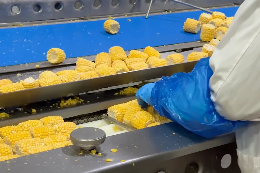 Corn on a processing line.