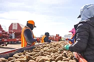 People sorting potatoes.