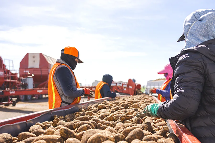 People sorting potatoes.