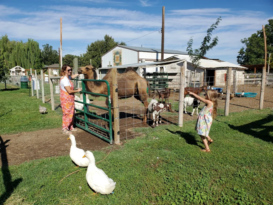Animals on a farm.