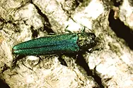 Emerald Ash Borer