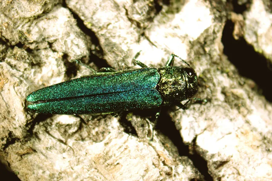 Emerald Ash Borer