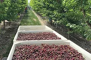 Cherry bins.jpg