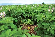 Potatoes Pile in field.jpg