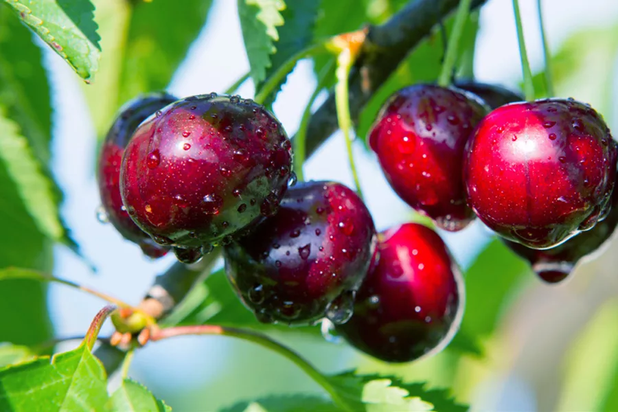 Ready-to-shine---cherry-forecast