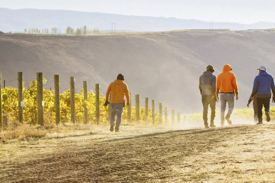 Farm workers out in the vineyards.