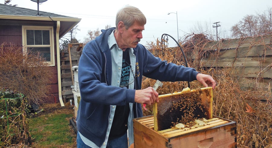 David White of Kennewick, a member of the Mid-Columbia Beekeepers Association, checks the health of the bees in one of his hives. The bees use the honey in the frames for food during the winter months.