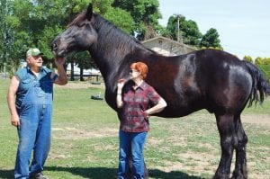 Gunner, an 8-year-old Percheron gelding, owned by Bob and Lois Andrewjeski of Eltopia is hoping for some treats to appear out of their pockets. The horse stands 18.1 hands at the withers, making him 6-feet-1-inch at the shoulder.  