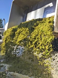 Sauvignon Blanc grapes arrive at Barnard Griffin in Richland in August. This marks winemaker Rob Griffin’s 40th harvest in Washington. (Courtesy Wine News Service) 