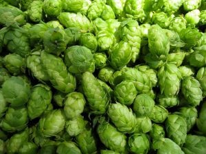 Hops are the cone-shaped flowers that give beer its flavor and aroma.