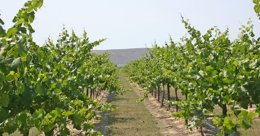 Pinot Gris vines at Hogue Ranches in Prosser. (Courtesy WSU)